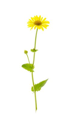 Beyaz arka planda izole edilmiş vahşi alan sarı çiçekleri.