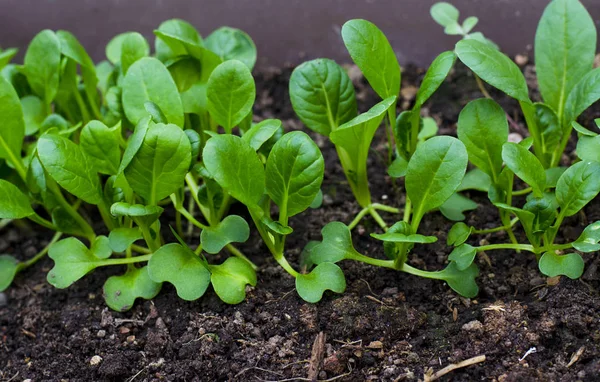 Muda tunas selada di kebun . — Stok Foto