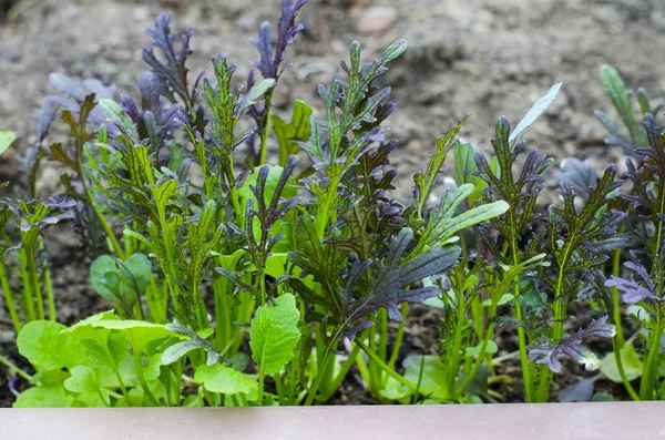 Young shoots of lettuce in garden. — Stock Photo, Image