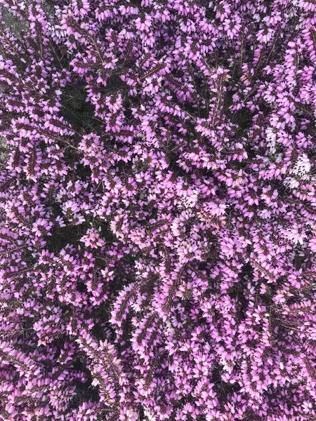 Heller floraler Hintergrund aus Zierpflanzen und Blumen — Stockfoto