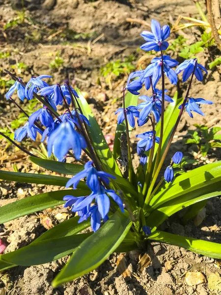 Kuru zeminde ilk mavi bahar çiçekleri. — Stok fotoğraf