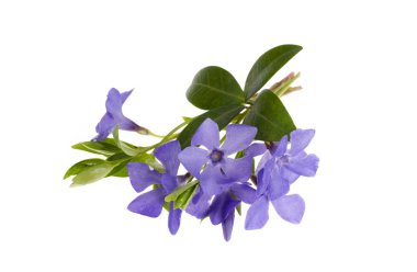Blue flowers and leaves of vinca isolated on white background clipart