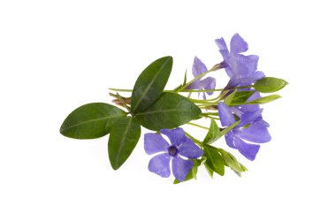 Mavi çiçekler ve beyaz arka plan üzerinde izole vinca yaprakları