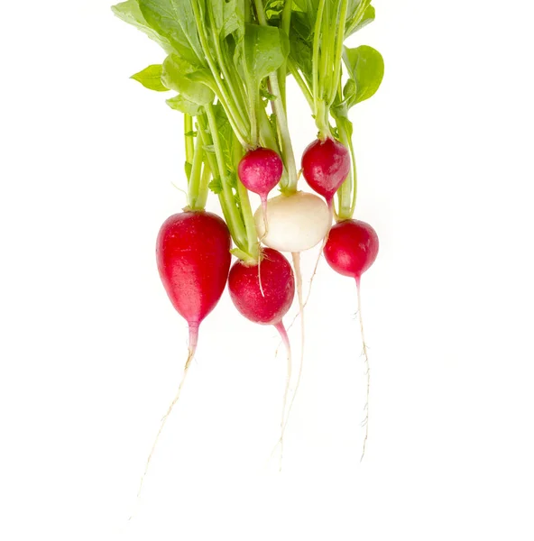 Prodotti biologici. Ravanelli rossi e bianchi — Foto Stock