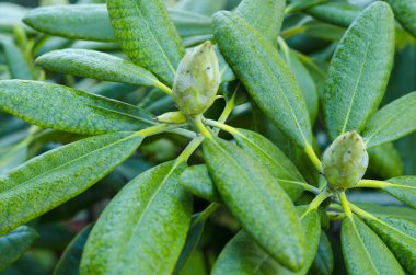 Unblown tomurcukları ve rhododendron yeşil yaprakları