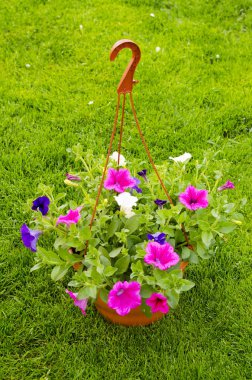 Yeşil çim arka plan üzerinde çiçek ile Asma tencere.