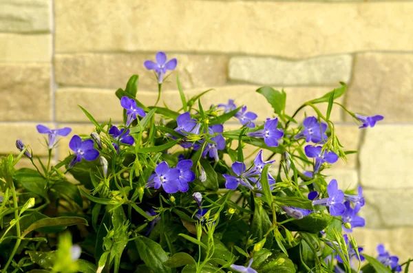 Blue flowers of lobelia on decorative stone background. — Stock Photo, Image