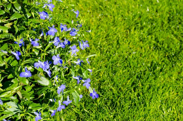 Fondo, textura de pequeñas flores azules . — Foto de Stock