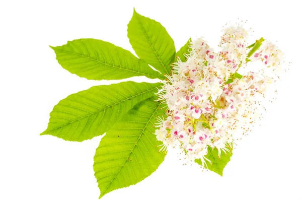 Feuilles vertes et inflorescence de châtaigniers isolées sur blanc . — Photo