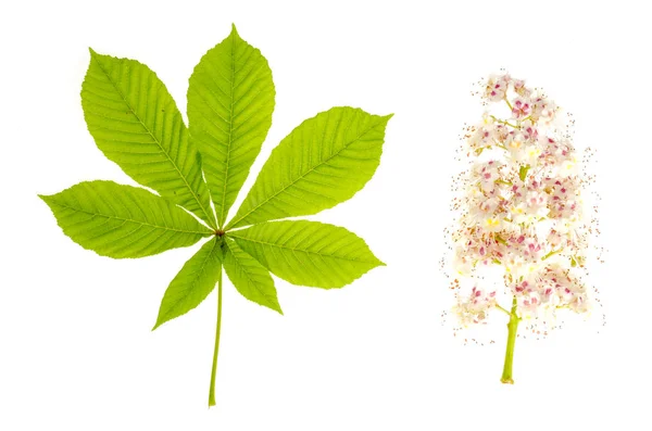 Inflorescencia de hojas verdes y castaños aislada sobre blanco . — Foto de Stock