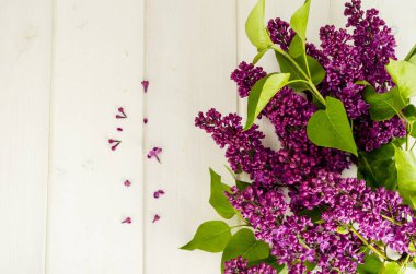 Beyaz ahşap arka planda taze leylak çiçekleri.