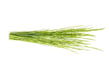 Beyaz arka plan üzerinde izole yabani yeşil alan çim Demet