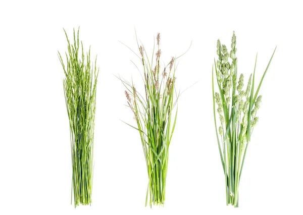 Set of wild green grass on white background. — Stock Photo, Image