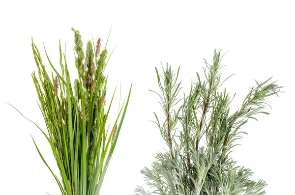 Conjunto de grama verde selvagem no fundo branco . — Fotografia de Stock