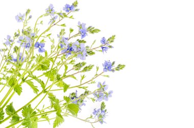 Mavi Veronica çiçek beyaz arka plan izole
