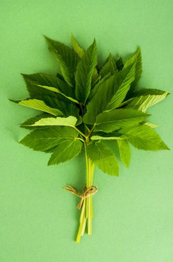 Aegopodium podagraria genç yeşil yaprakları. Fotoğraf