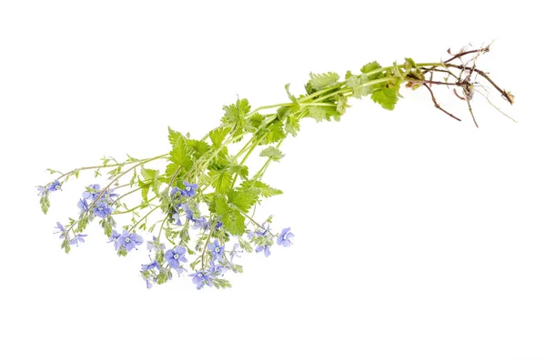 Fleur de Veronica bleue isolée sur fond blanc — Photo