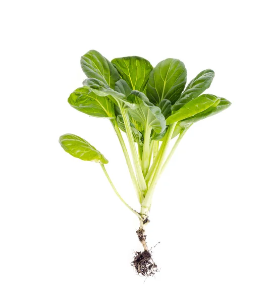 Brote verde joven, repollo con raíz, aislado sobre fondo blanco . — Foto de Stock