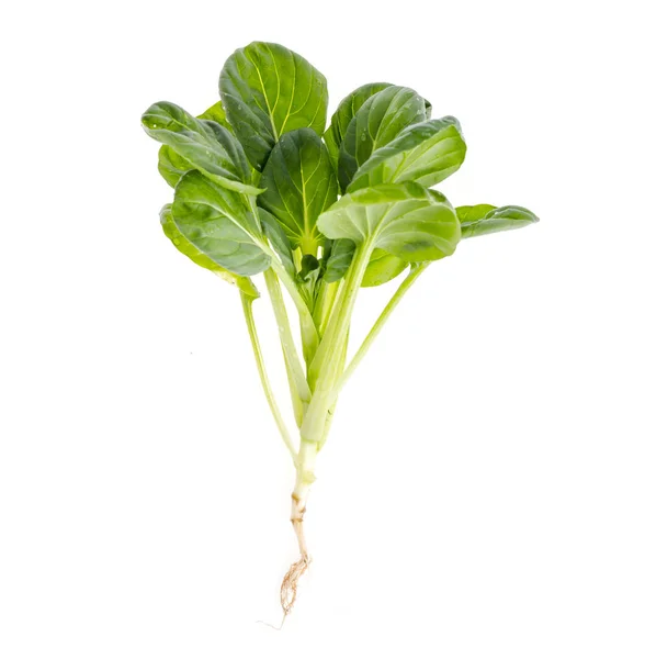 Brote verde joven, repollo con raíz, aislado sobre fondo blanco . — Foto de Stock