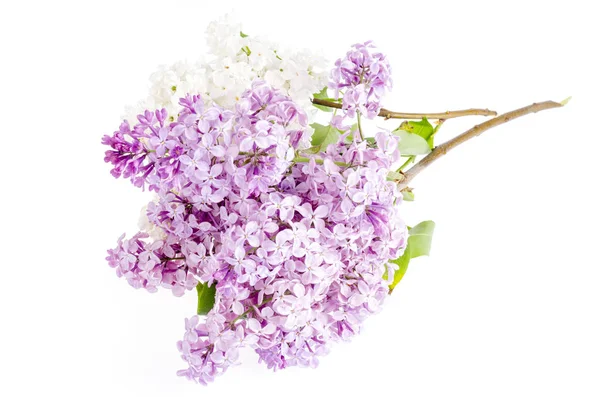 Beautiful fresh lilac flowers isolated on white background — Stock Photo, Image