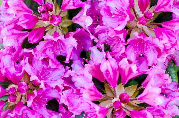 Bright background of pink flowers. Studio Photo — Stock Photo, Image