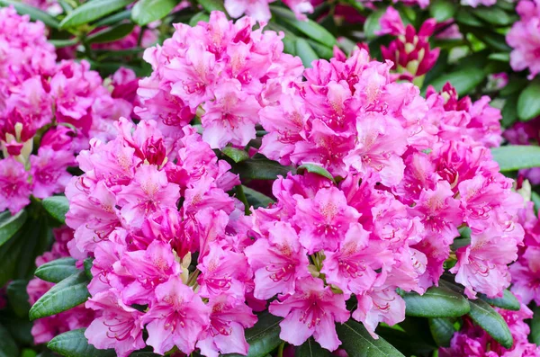 Bright background of pink flowers. Studio Photo — Stock Photo, Image