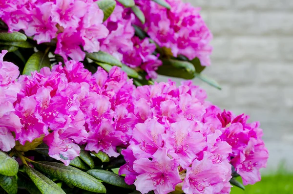 Rose blooming rhododendron bush in garden. Photo — Stock Photo, Image