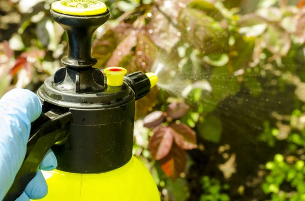 Bahçe çiçekleri, ağaçlar ve bitkilerin pestisit tedavisi