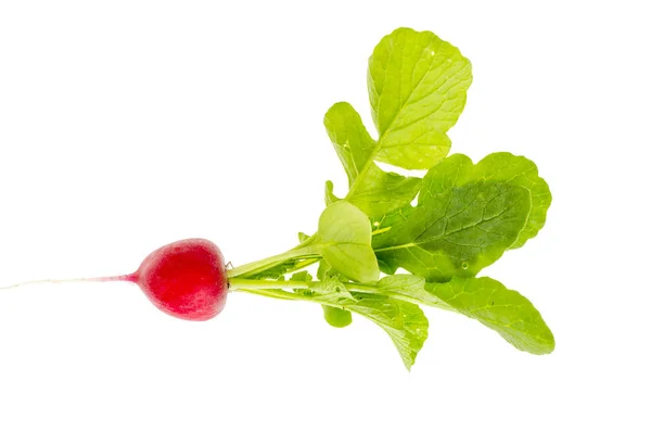 Satu lobak merah segar dengan daun hijau terisolasi pada latar belakang putih . — Stok Foto