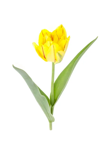 Tulip kuning diisolasi di latar belakang putih. — Stok Foto