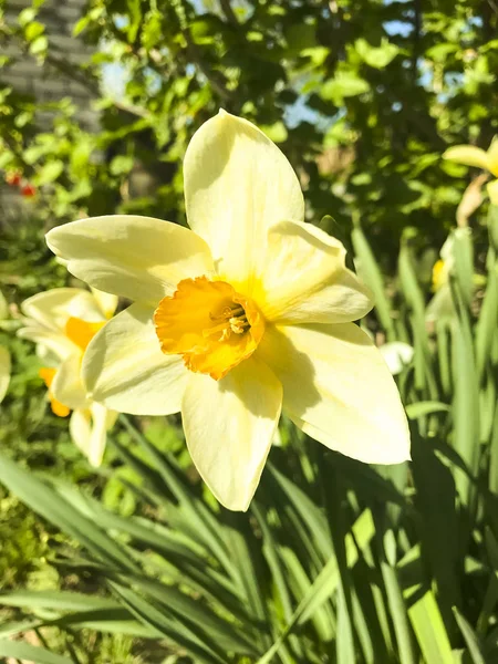 Belles jonquilles de jardin poussant dans le sol — Photo