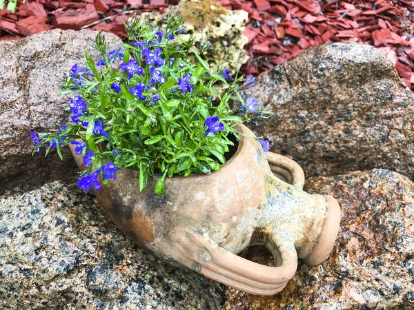 Vasi da fiori con fiori blu in giardino interno . — Foto Stock