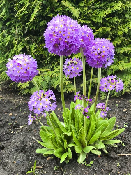 Pink Denticulata in garden. — Stock Photo, Image