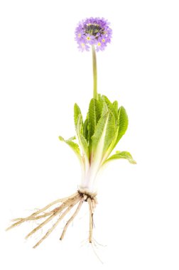 Kökleri, yaprakları ve mor çiçek baş primula bitki. 