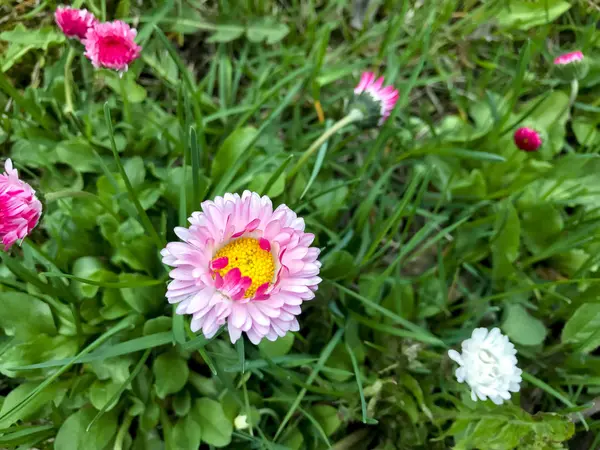 Rosa Gänseblümchen auf grünem Gras aus nächster Nähe. Foto — Stockfoto