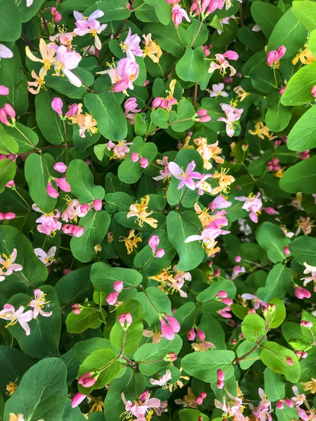 Honeysuckle bush background with pink flowers — Stock Photo, Image