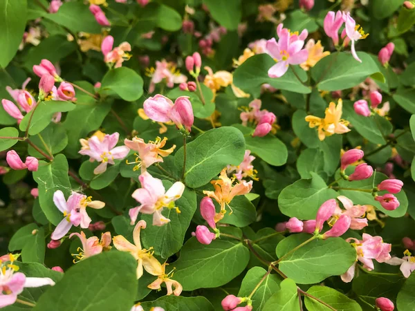 Honeysuckle bush background with pink flowers — Stock Photo, Image