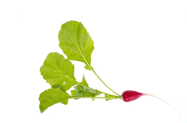 Lobak merah segar dengan daun hijau terisolasi pada latar belakang putih . — Stok Foto