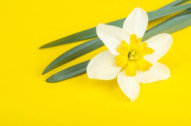 Beyaz ve sarı yaprakları ile Narcissus çiçek.