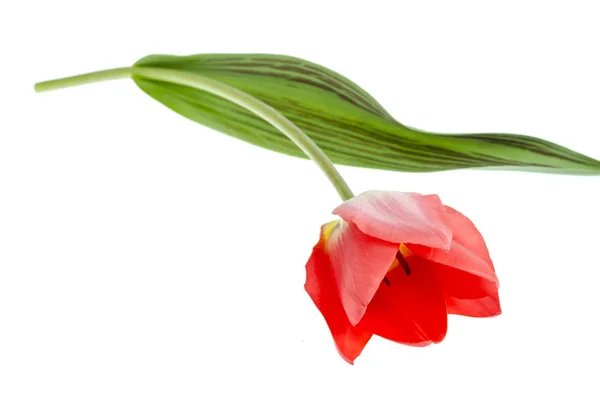 Tulip pink tunggal diisolasi pada latar belakang putih . — Stok Foto