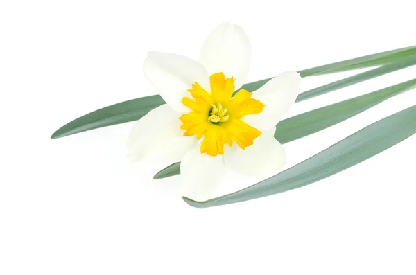 Flor de narciso com pétalas brancas e amarelas . — Fotografia de Stock