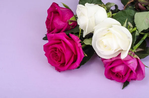 Beautiful fresh garden roses — Stock Photo, Image