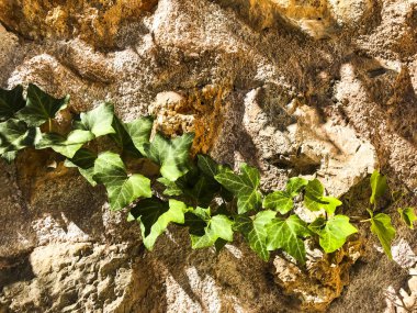 eski ahşap hasarlı yüzey