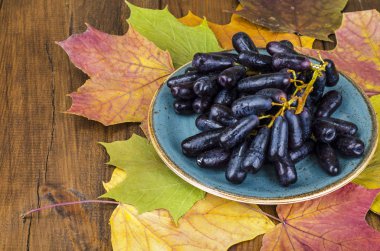 Olgun mavi üzüm, sonbahar kavramı, hasat