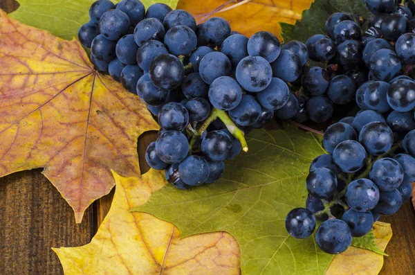 Reife blaue Trauben, Herbstkonzept, Ernte — Stockfoto