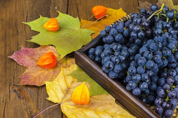 Uvas azules maduras, concepto de otoño, cosecha —  Fotos de Stock