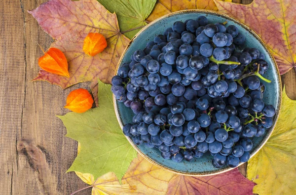 Maturazione uva blu, concetto autunnale, vendemmia — Foto Stock