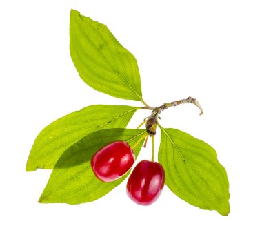 Cornus mas kırmızı olgun meyveleri