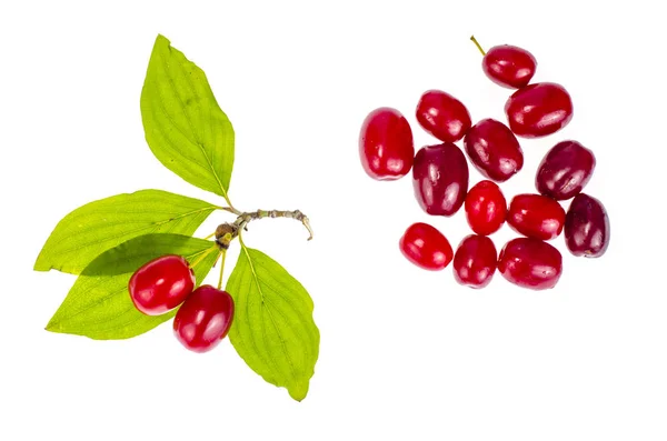Rote reife Beeren von cornus mas — Stockfoto
