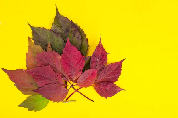 Hojas rojas otoñales sobre fondo de papel amarillo —  Fotos de Stock